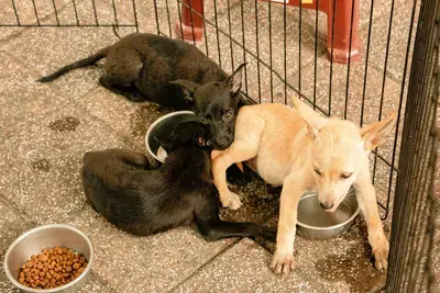 Adding Water to Dry Dog Food: Pros, Cons, and How to Do It