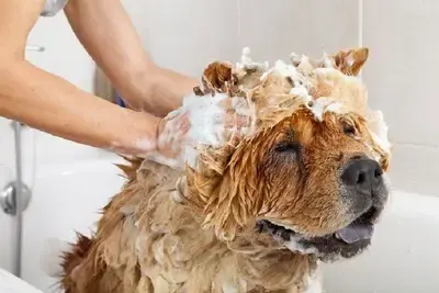 The 10 Best Bed Bug Dog Shampoos in 2026, Ranked