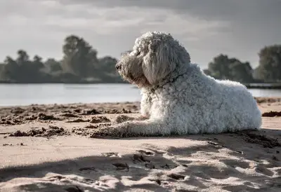 10 Best Dog Foods for Goldendoodles: Our 2026 Rankings