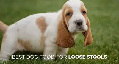 The 10 Best Dog Foods for Loose Stools in 2026