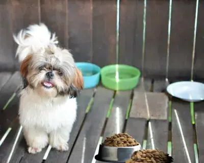 The 10 Best Dog Foods for Shih Tzus in 2026