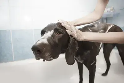 The 10 Best Dog Shampoos for Sensitive Skin in 2026