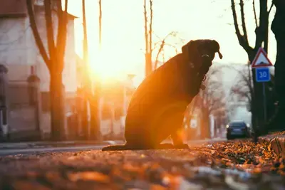 The 10 Best High Fiber Dog Foods for Anal Gland Problems in 2026