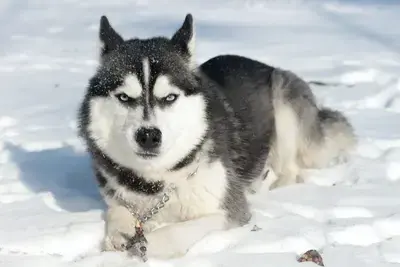 Do Blue-Eyed Dogs Have Health Problems?
