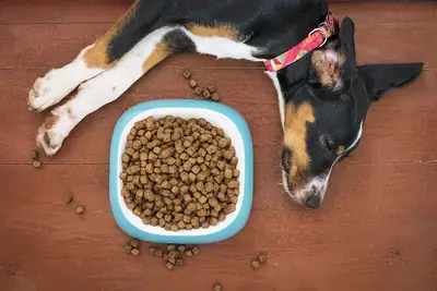 Does Dog Food Expire? Shelf Life, Dates, and Storage