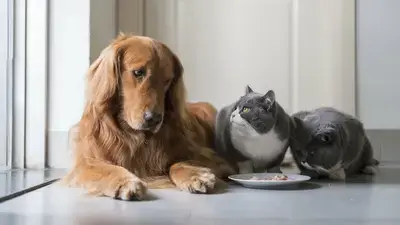 My Dog Ate Cat Food: Will He Be Okay?