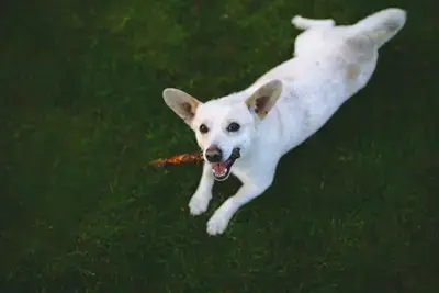 10 Best Dog Dental Chew Toys: Our 2026 Rankings