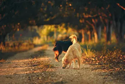 10 Common Reasons Your Dog Has Allergies in the Fall
