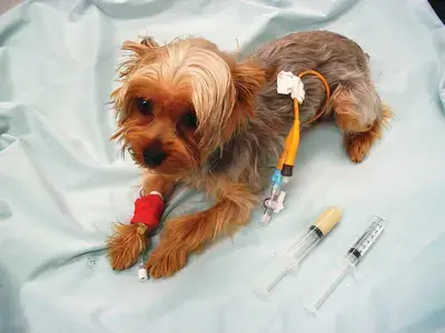 The 10 Best Dog Feeding Tubes of 2026, Compared