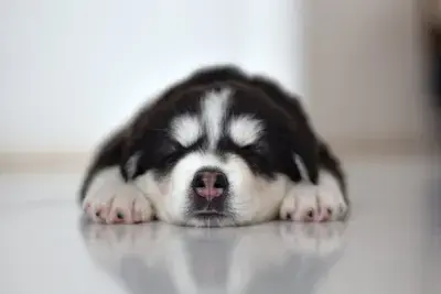 10 Common Reasons Your Dog's Food Might Be Causing Seizures
