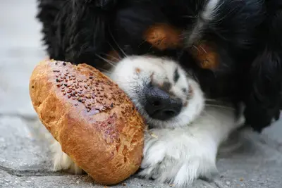 The 10 Best Dog Foods for Joint Health in 2026, Ranked