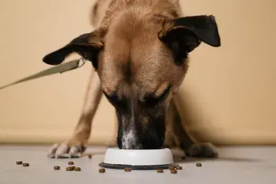 Dog Not Chewing Their Food? Causes and Easy Fixes