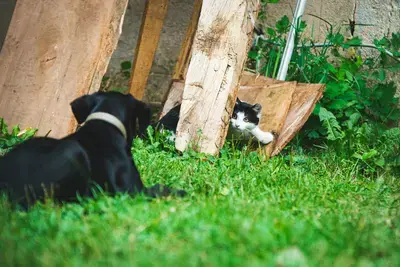 10 Best Dog-Proof Cat Feeders: Our 2026 Rankings