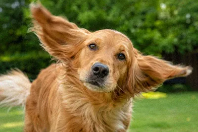 Why Does My Dog Keep Shaking His Head? Causes and Fixes