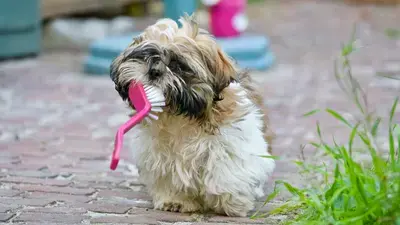 The 10 Best Dog Shampoo Brushes of 2026, Compared