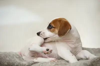 The 10 Best Dog Supplements for Skin Allergies in 2026, Compared