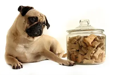 10 Best Dog Treats for Dogs With Allergies: Our 2026 Rankings