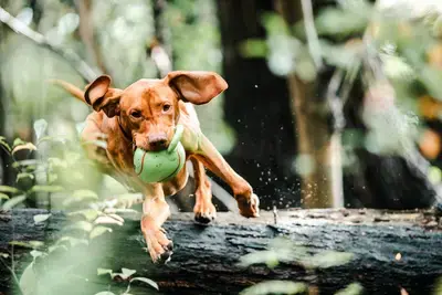 The 10 Best Dog Tug Toys for Power Chewers in 2026, Compared