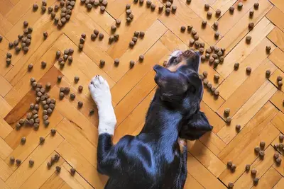 My Dog Won't Eat His Food but Will Eat Treats: What to Do