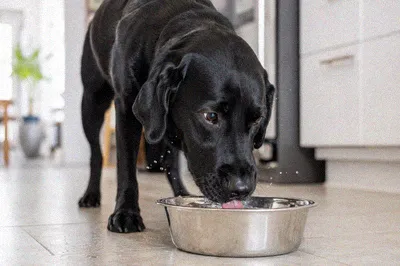 How Long Can a Dog Go Without Water? A Hydration Guide