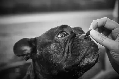 The 10 Most Expensive Dog Foods in 2026, Ranked