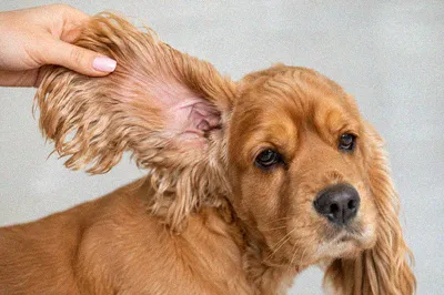 Yeast Infection in Dog Ears: Signs, Causes, and Treatment